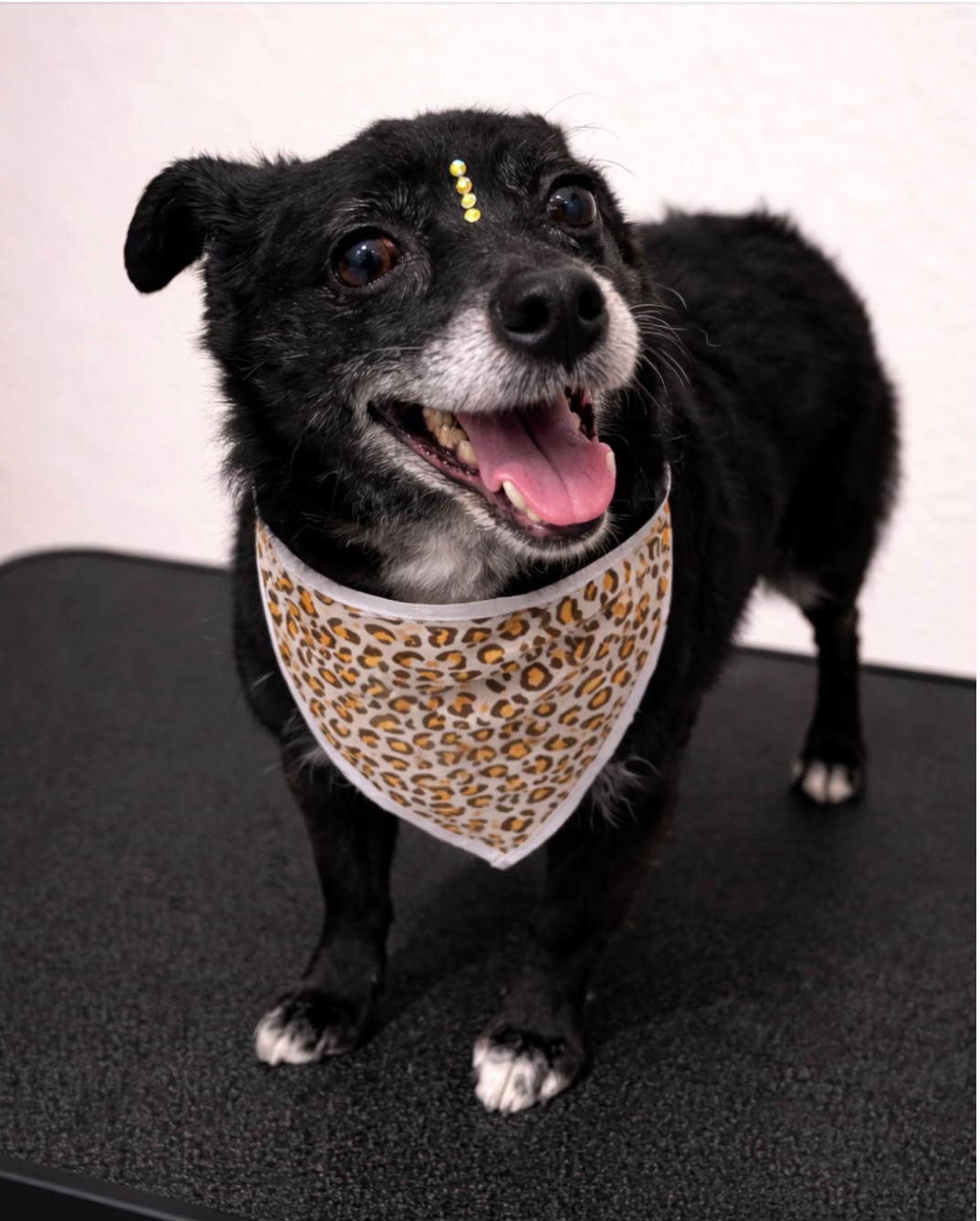 Cachorrinho preto de bandana, após o atendimento