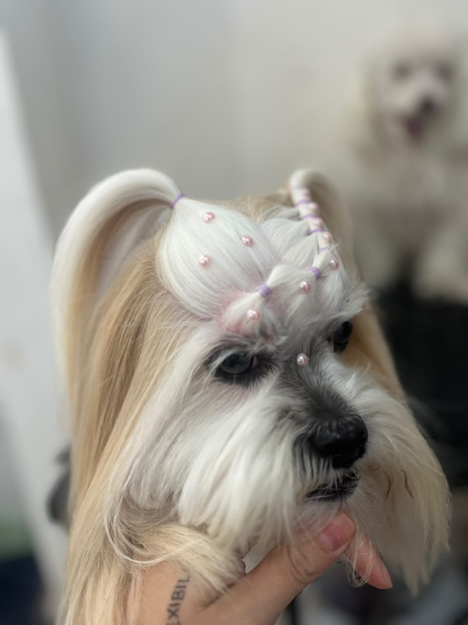 Cachorrinha de pelagem longa com laço delicado