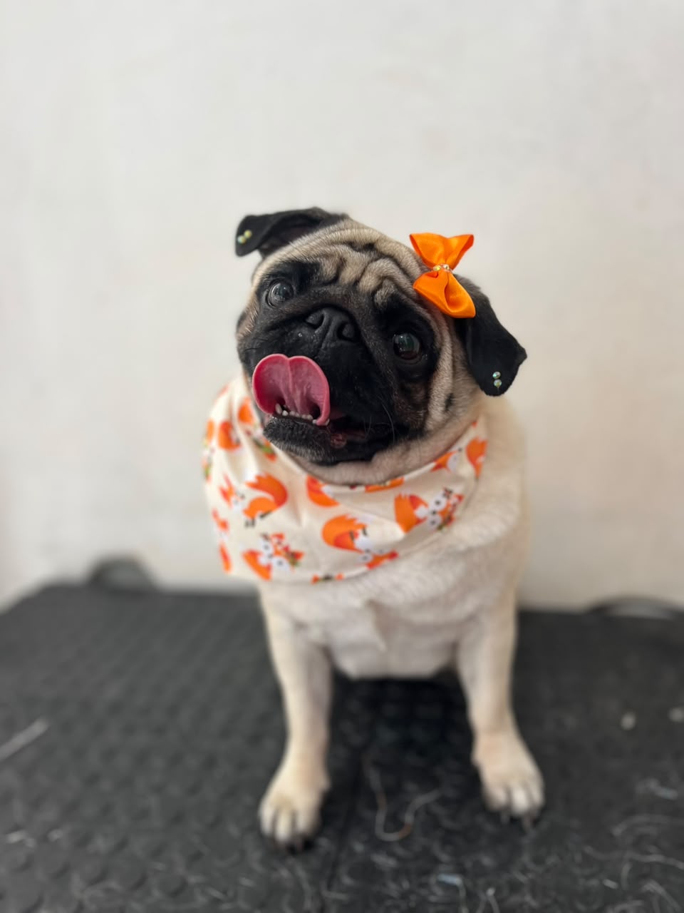 Pug de laço e bandana florida